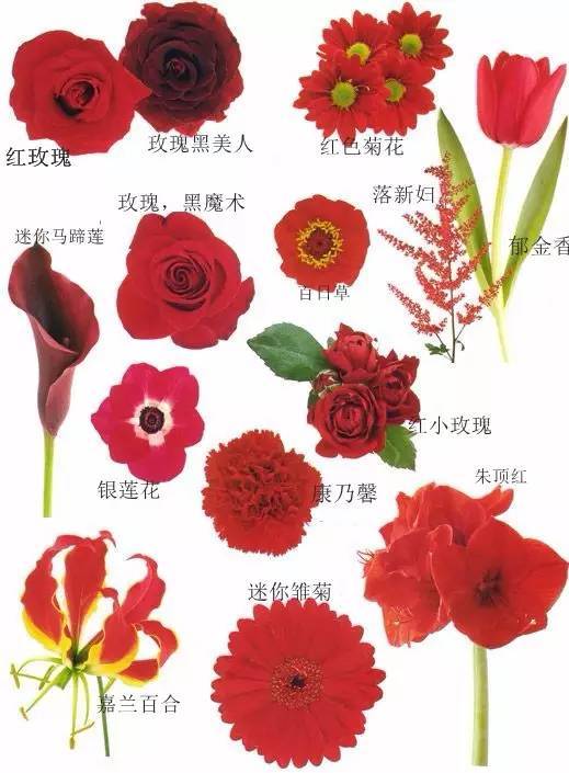 红色花材 看完花材, 还是不知道捧花改用那些花材?