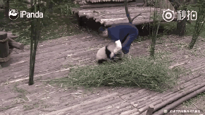 大熊猫奇一火到国外 不爱竹子爱抱大腿(图)