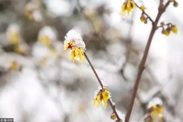 风欺雪压唯茂盛,白雪皑皑映梅花.