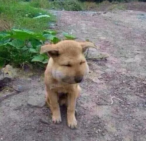 蜜蜂蛰了狗狗的图片 a9ezcn3145773965480.jpg