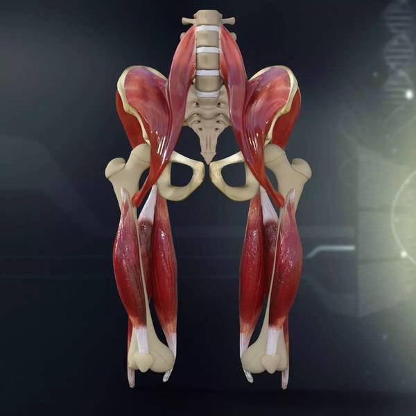 骨盆是由骶骨,尾骨和两块髋骨(由髂骨,坐骨及耻骨融合而成)所组成.