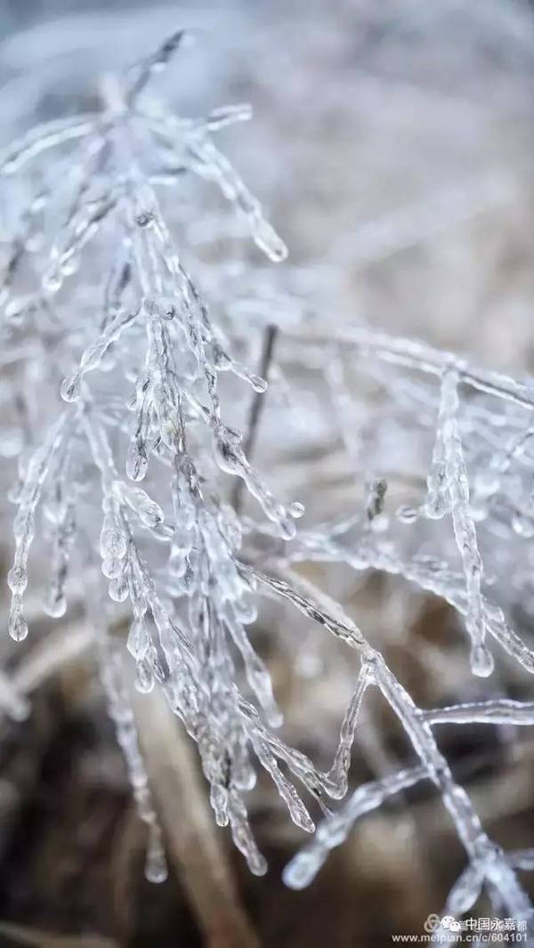 雪霰子?雪撒子?雪散子?到底哪个是对的