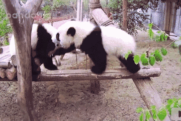 每每看到那圆滚滚的身躯 乐乐的少女心就泛滥到不要不要!