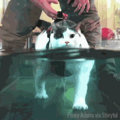 视频被很多网友分享,纷纷表示,为了健康还是要减肥的,加油肥猫!