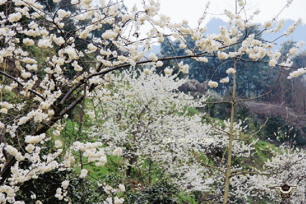 成都户外:蒲江官帽山大面积樱花绽放,徒步看美景
