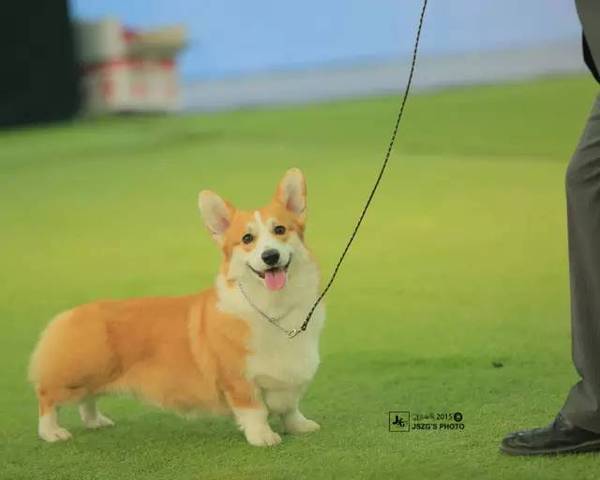 柯基排名_小型宠物犬排名柯基