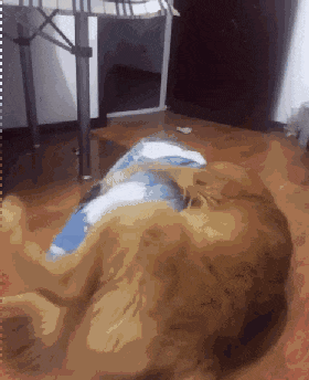 家里的金毛到了发情期,也是没谁了