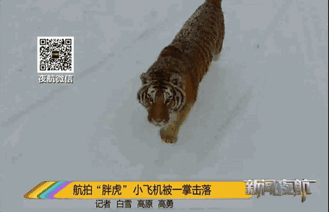 围观!无人机航拍东北虎 被一掌拍落冒烟