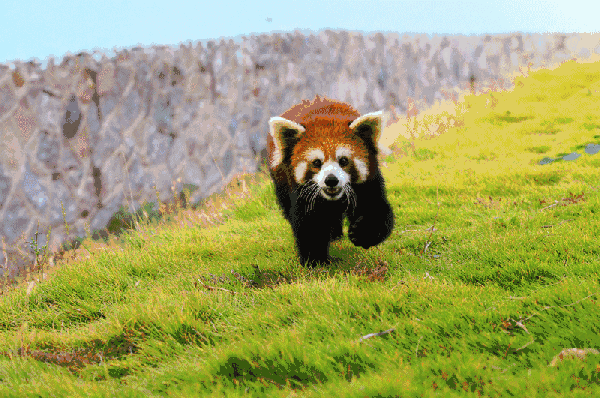 2017动物世界年卡即将停止办理!