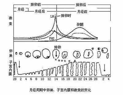 子宫内膜厚度要多少才能让受精卵生根发芽?