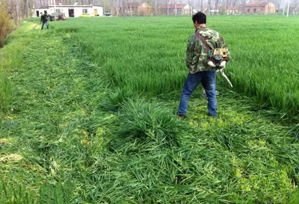 为了满足常年养鹅的需要,应该采用1年生牧草轮作模式来种植.