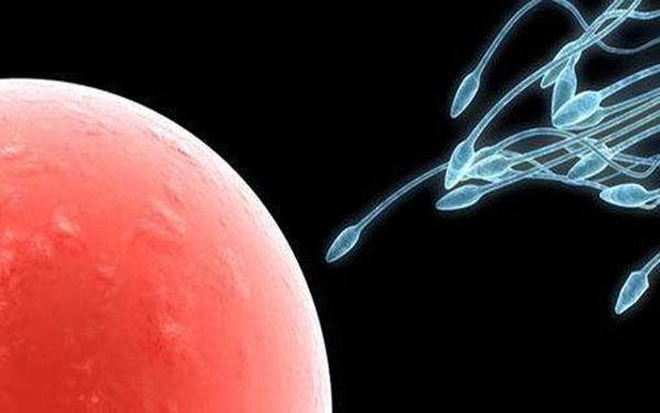 精子窝最新人口_纸上精子正常图(2)