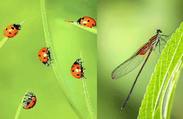 昆虫在枝叶和花丛中,营造出春意盎然轻盈灵动的飞舞效果.
