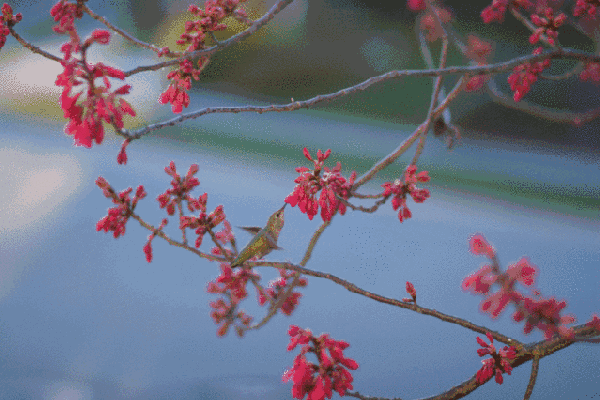 【节日】二月二,龙抬头!这些事儿千万不要忘啦!