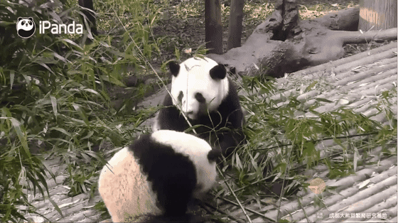 2,小熊猫: