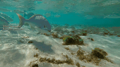 与大堡礁和乌鲁鲁齐名,是鲜为人知的澳洲最美小岛