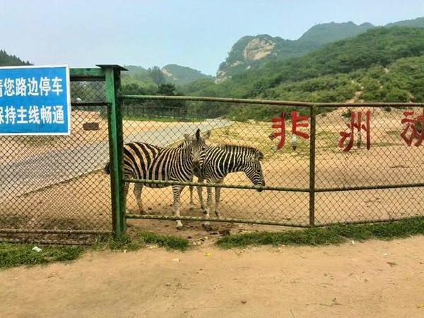 中国最大的山地野生动物园:北京八达岭野生动物园