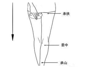 用全掌推法或掌推法,从臀部承扶穴向下沿膀胱经推至委中,反复10~15次.