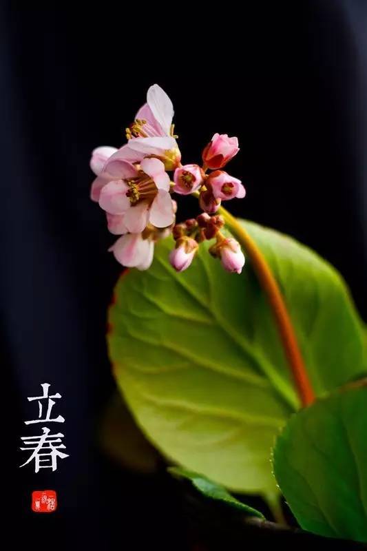 立春|新年伊始,万物复苏