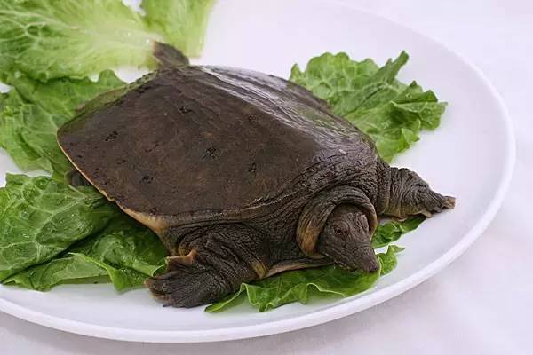 鼋菜即是甲鱼