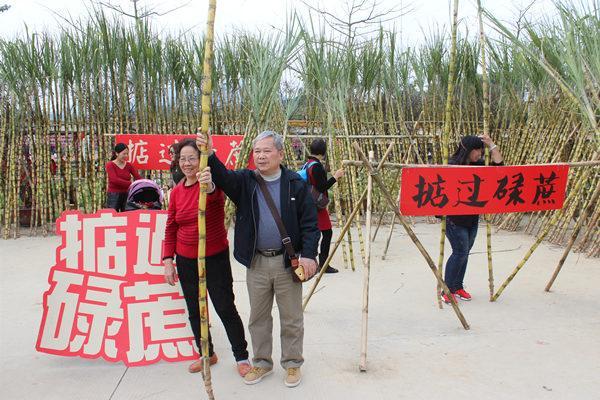 佛山游客抱甘蔗合照 祈求新的一年"掂过碌蔗"