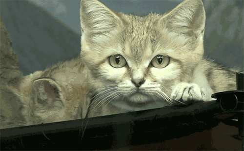 猫咪,你这是在恐吓我吗