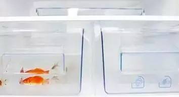 苹果能放到冰箱里去吗 a00h873588431878619.jpeg