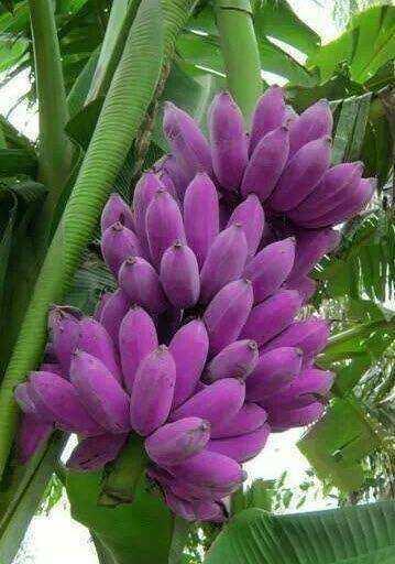 紫色香蕉,产自苏里南.