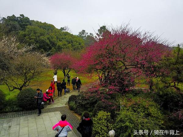 航拍杭州植物园梅花满园 立春后的周末 去灵峰探梅