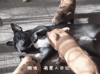 法斗犬去照顾二师兄,从狗狗眼神里看到了绝望