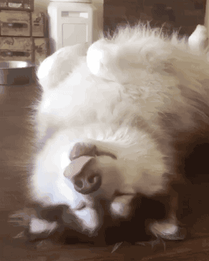 299_373竖版 竖屏gif 动态图 动图