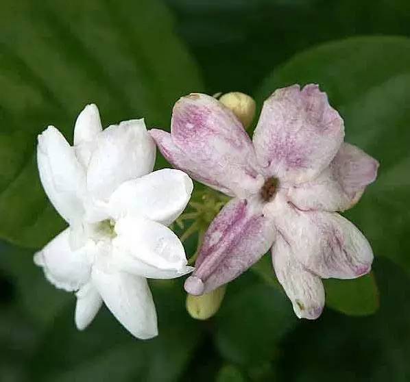 二胡曲谱好一朵茉莉花_好一朵茉莉花曲谱(5)