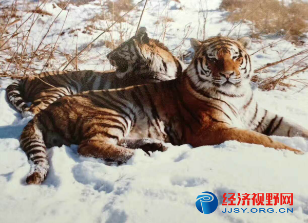省森工总局绥阳林业局获悉"黑龙江老爷岭东北虎国家级自然保护区,在