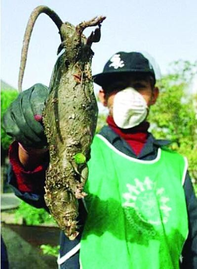 日本核辐射四年后,动植物变异,图片触目惊心!