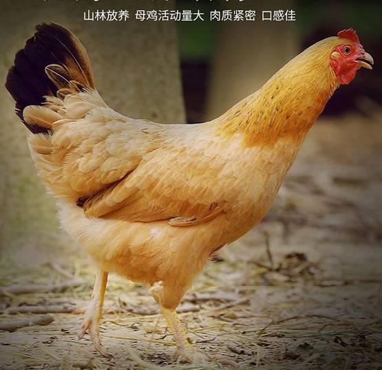 a3aaye95866629054405.jpeg