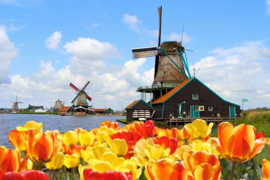 classicdutch:atripoftulips 荷兰有四宝,郁金香,风车,木鞋和奶酪