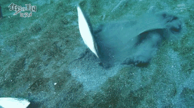 狐诌1362季:皮皮虾我们走是什么梗