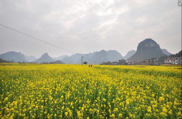 地点:柳州市鹿寨县导江乡长垌村 ΔΔΔ罗成油菜花