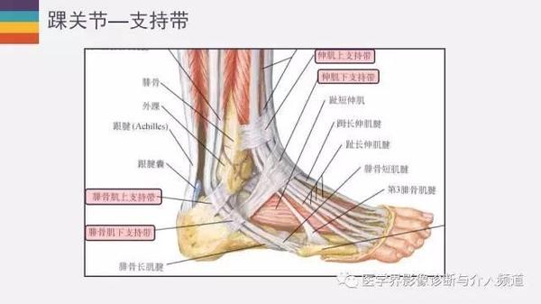 详尽的踝关节解剖及mr表现,拿走不谢!