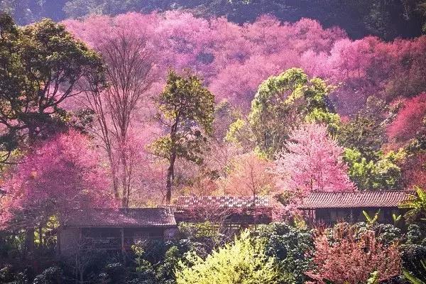 杭州的樱花有一股子书生气,尤其是西湖边上的樱花树,湖泊,小船与水雾