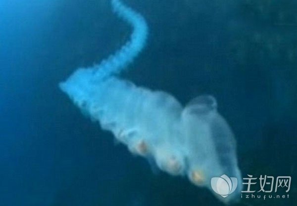 盘点世界十大奇怪动物 如此罕见你绝对没见过