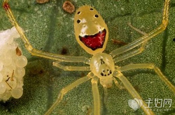 1,笑脸蜘蛛