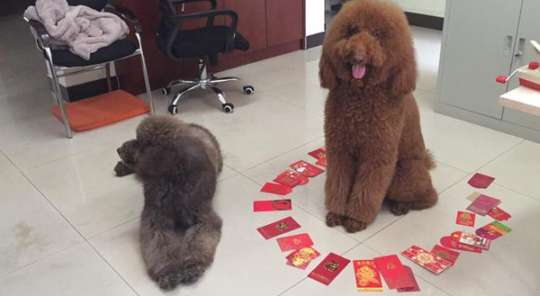 搞笑gif:泰迪在春节期间收红包收到手软真羡慕啊