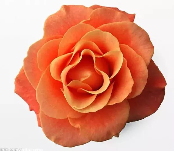 蓝色妖姬是个啥 a87l266619722288619.jpg