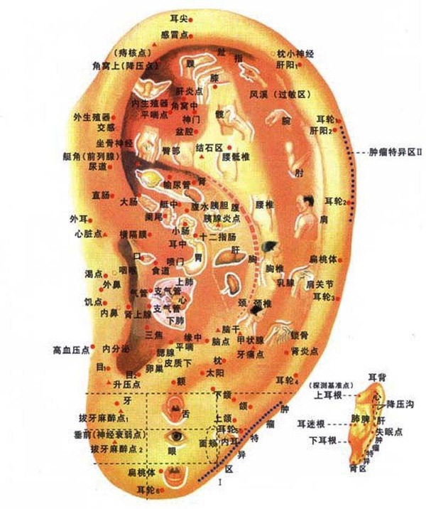 从中医上讲,人体五脏为:心,肝,脾,肺,肾;人体六腑为:胆,胃,小肠,大肠