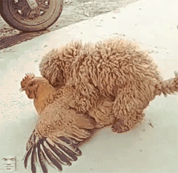 妹子姿势已摆好,哥要开始解锁了