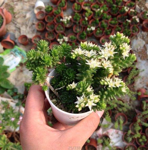 多肉植物 白花小松 大叔教你每天认识一款多肉