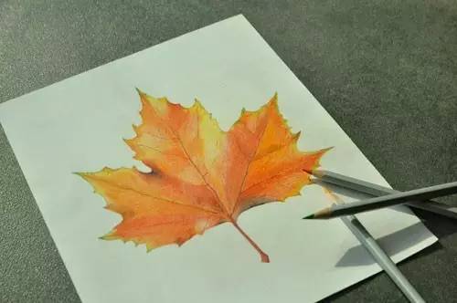 《银杏叶》图片