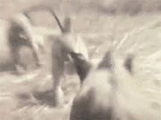 劲爆搞笑四十张图第22期骚年,别把头玩坏了啊