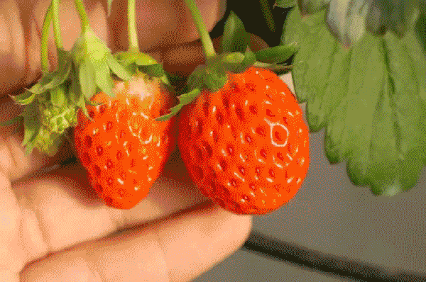 不用洗就可以吃的草莓!南宁首家清洁草莓园,现在免费送草莓啦!